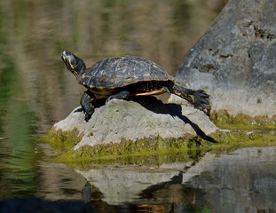 Wasserschildkr&ouml;te