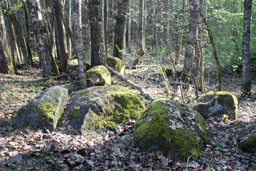 Stones in the forest