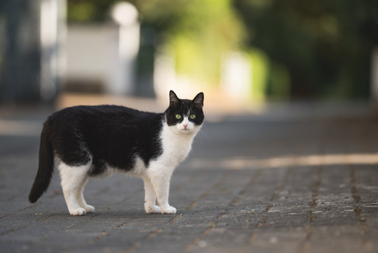 side view of a black and white domestic shorthair cat standing  on the street looking at camera