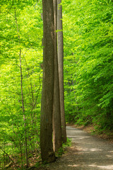 Pillars in the forrest