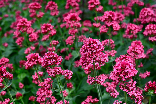 Red Valerian flowers in garden