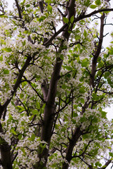 White Flowers. Springtime flowers. Pear tree flowers. Blooming white flowers in the springtime.