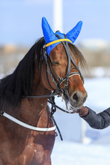 Obraz premium portrait of a horse in winter, the nose is steam, blue cap on the ears