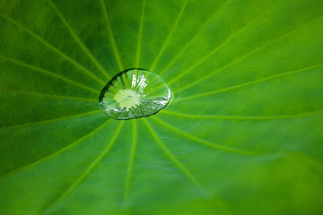 Rainwater rolling drop with close-up on a lotus water lily leaf