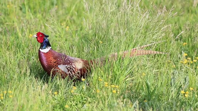Colorful pheasant walking in the nature