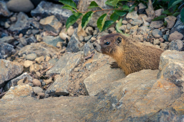 A fat healthy curious gopher in the wild.