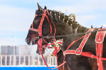 Russian Troika in winter at the racetrack