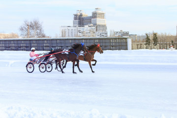 horse racing jockey, winter race trot on the racetrack