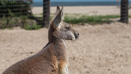 Kangaroo found at a rural hobby farm