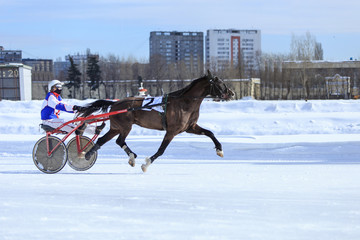 horse racing jockey, winter race trot on the racetrack