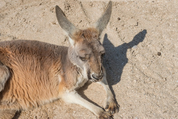 Kangaroo found at a rural hobby farm