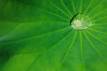 Rainwater rolling drop with close-up on a lotus water lily leaf