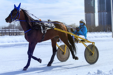 horse racing jockey, winter race trot on the racetrack