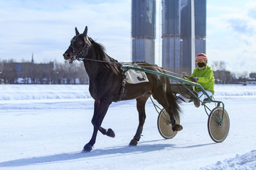 horse racing jockey, winter race trot on the racetrack