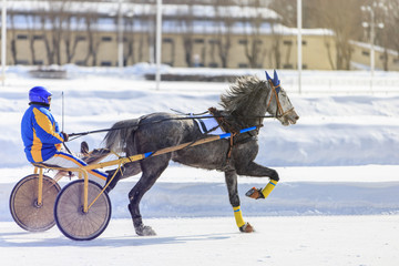 horse racing jockey, winter race trot on the racetrack