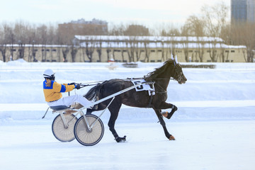 horse racing jockey, winter race trot on the racetrack
