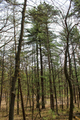 Obraz premium strange leaning crooked trees in forest