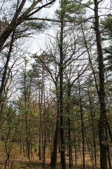 tall trees in the forest