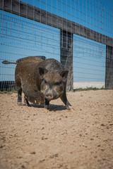 Pot bellied pig at a hobby farm