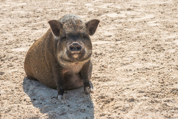 Fototapeta premium Pot bellied pig at a hobby farm