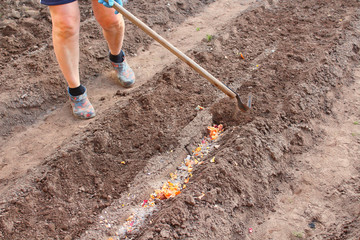 Planting potatoes in the garden beds. Woman bury potatoes. Background.
