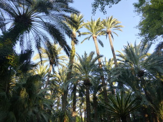 Fototapeta na wymiar Palm groves of Elche. El Palmeral.Alicante,Spain