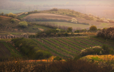 Fototapeta na wymiar Detail of Moravian Rural Green Hilly Landscape near Mikulov, Czech Republic