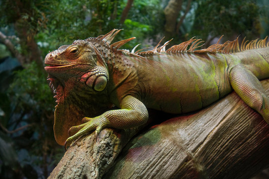 Close up picture of an exotic colorful iguana lying on a tree branch