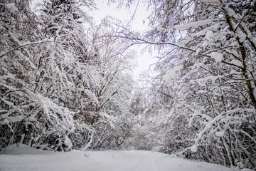 The road in the winter forest. Snow picture. Branches of trees in the snow hang over the road.