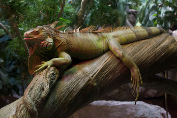 Close up picture of an exotic colorful iguana lying on a tree branch