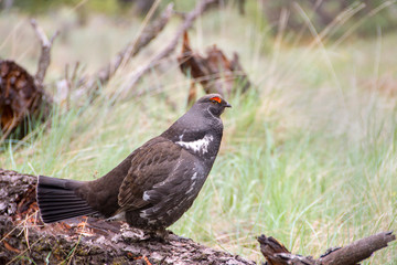 Picture of a grouse in British Columbia, Canada.