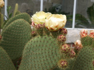 Opuntia microdasys rufida Cactus raquettes