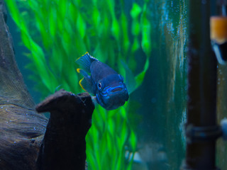 Green terror (Andinoacara rivulatus) colorful fish in aquarium