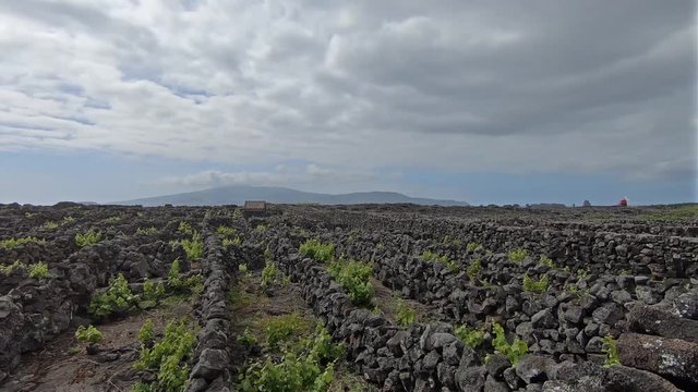 Typical vineyards landscape (Vinhas da Cria&ccedil;&atilde;o Velha) in Pico island, Azores, Portugal. Vineyards made of lava stone walls to protect from the wind and to prevent overheating and cooling down. 
