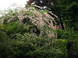 Kolkwitzia amabilis Buisson de beauté