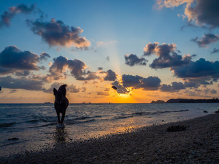 Silhouette of a dog and flying kites on the background of the setting sun and clouds. Koh Phangan....