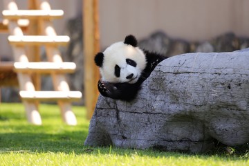 パンダ