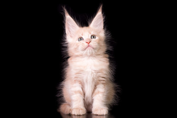 Adorable cute maine coon kitten on black background in studio, isolated.