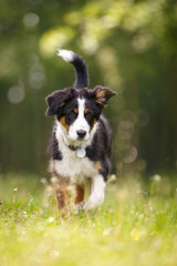 Australian Shepherd Welp spielt am Wald