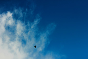 summer spring cloudy blue sky