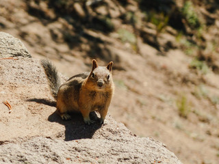 Chipmunk at Crater Lake Oregon