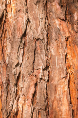 close-up of pine tree bark - textured background