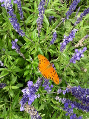 butterfly on a flower