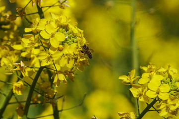 Honey bee on rape blossom
