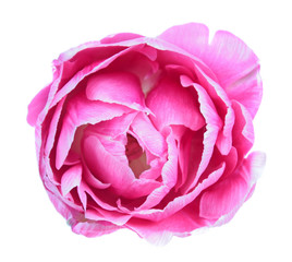 Bright pink tulip flower isolated on white background. Cultivar Margarita from Double Early Tulip Group