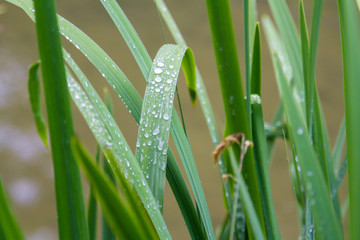 Fototapeta premium Water drops on the green grass