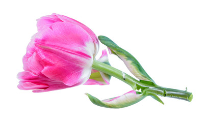 Bright pink tulip flower with green leaves isolated on white background. Cultivar Margarita from...