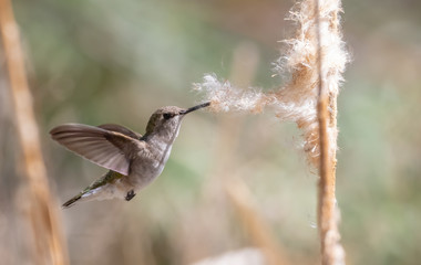 Female hummingbird taking fluff (seeds) from a cattail plant for building its nest.