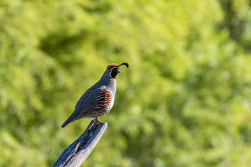 Gambel's quail on perch in cottonwood forest near Rio Grande, central New Mexico