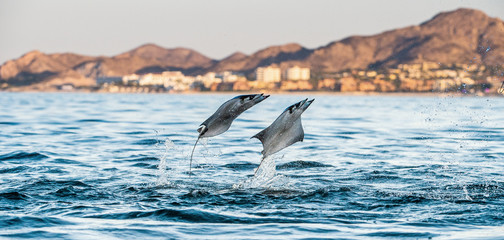 Mobula ray jumping out of the water. Mobula munkiana, known as the manta de monk, Munk's devil ray, pygmy devil ray, smoothtail mobula, is a species of ray in the family Myliobatida. Pacific ocean